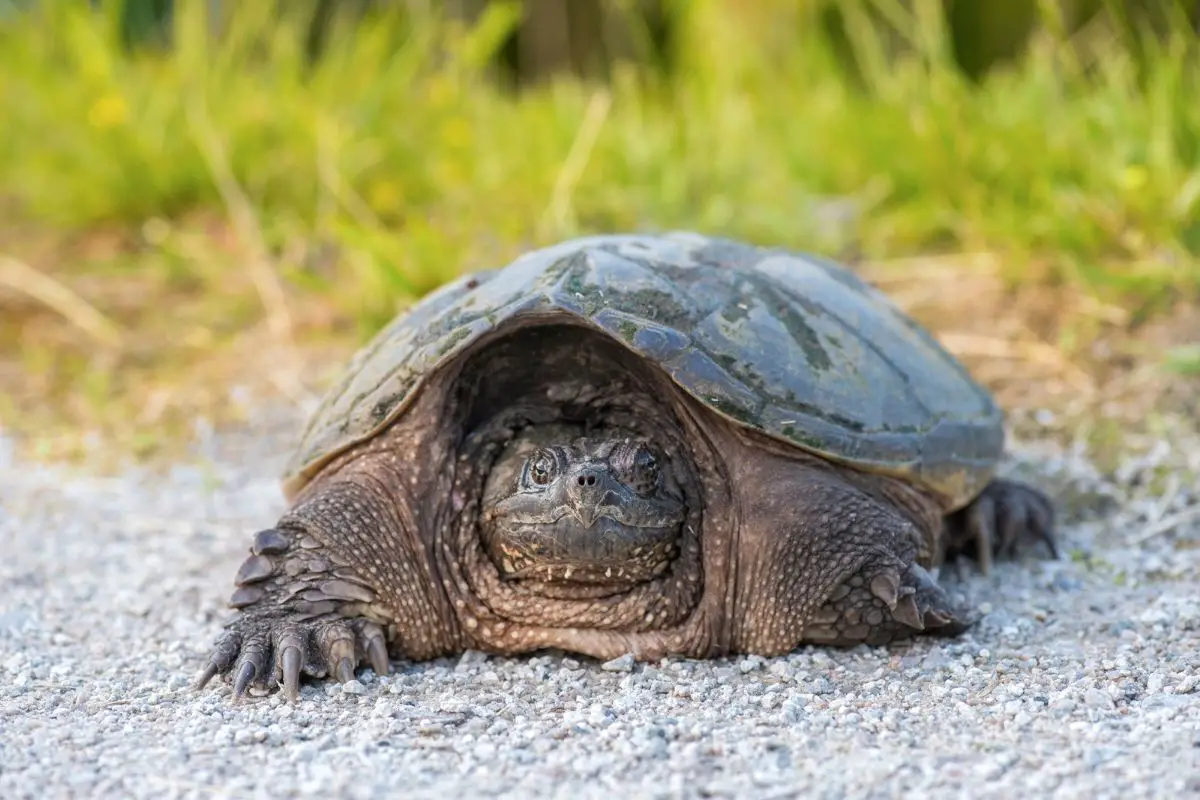 Common snapping turtle walking on gravel