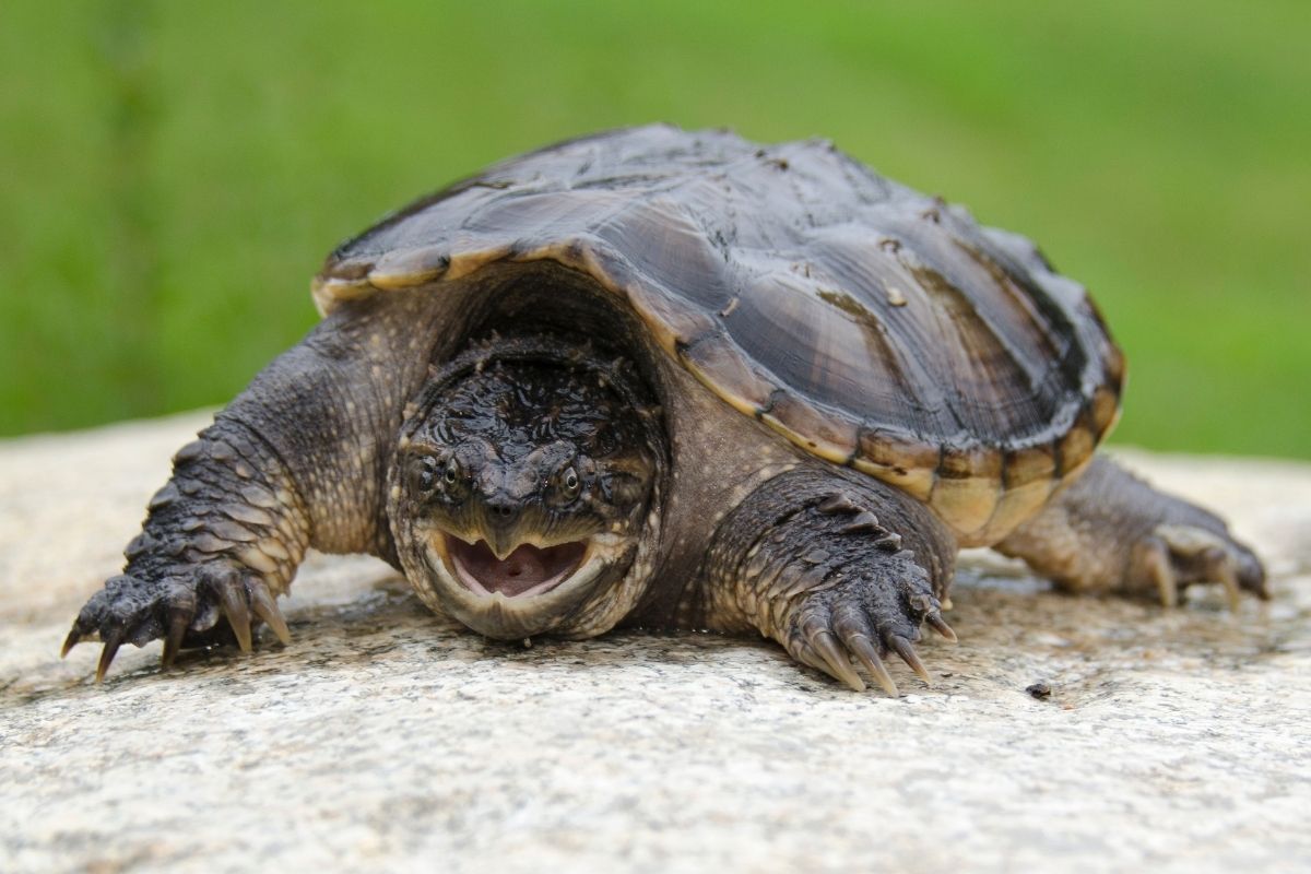 Common snapping turtle takes a defiant stance