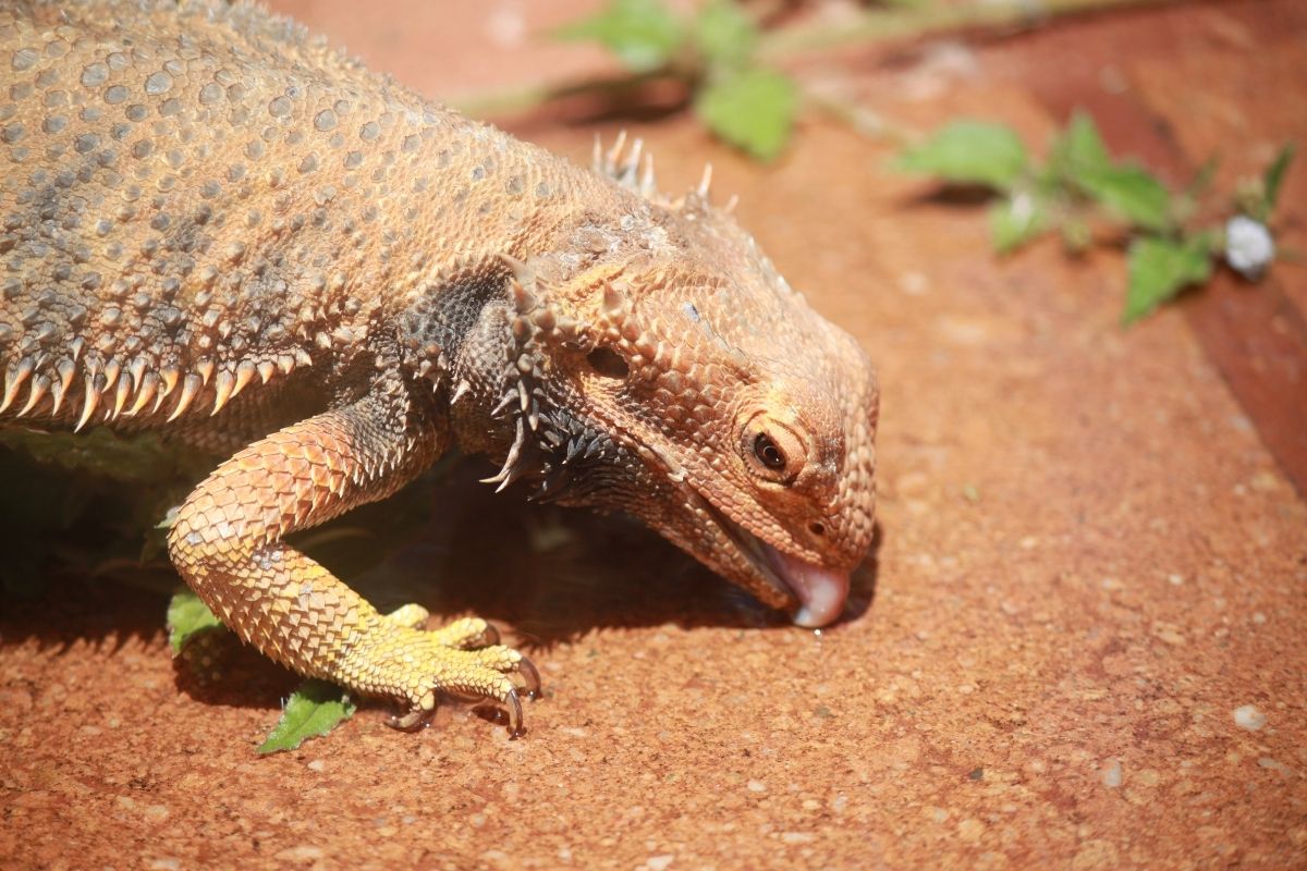 Bearded dragon licking ground