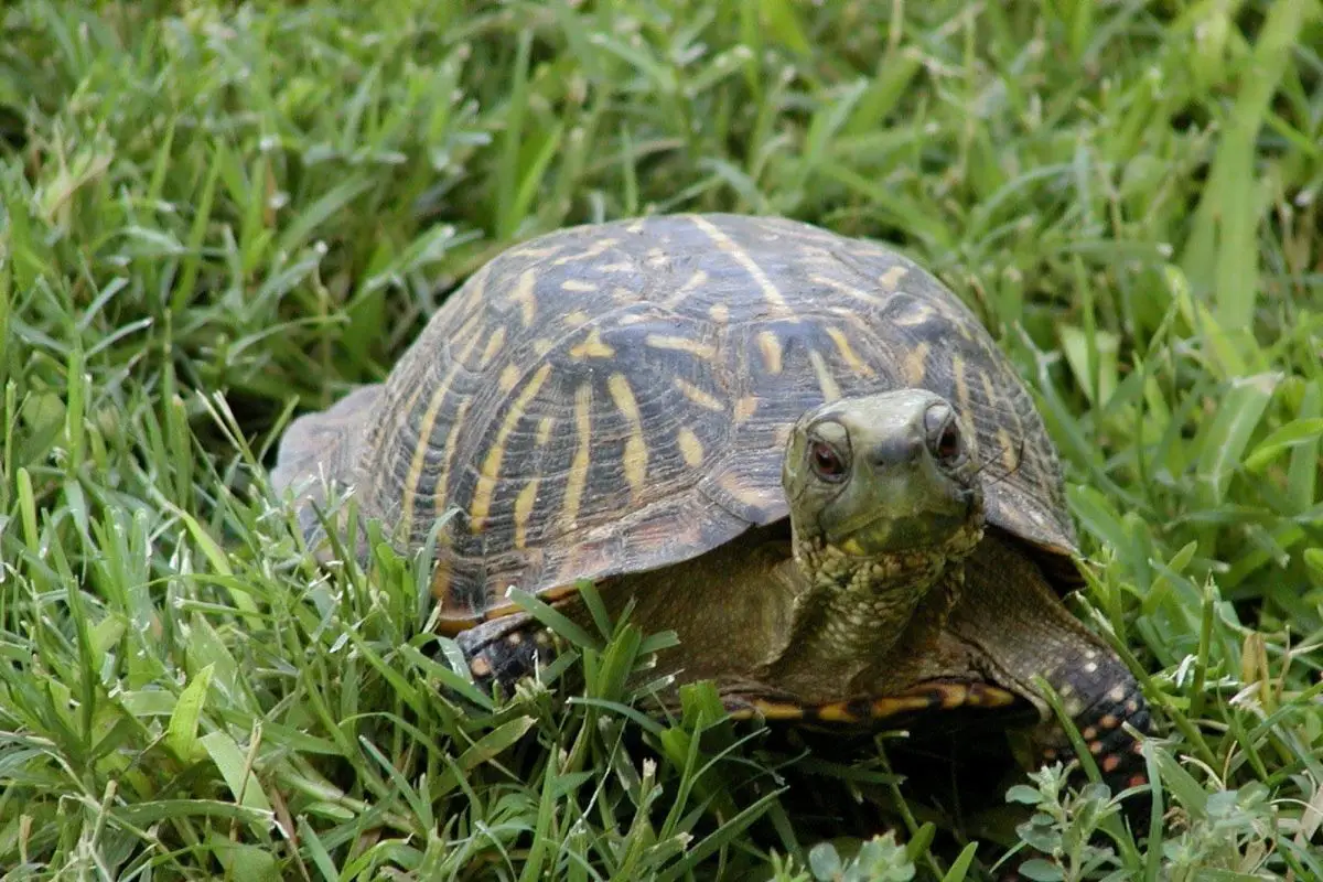 Desert box turtle in the grass