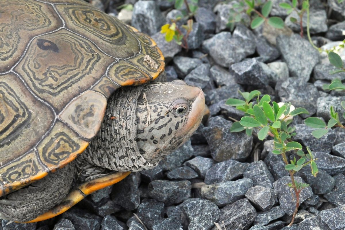 Close-up of a diamond-backed terrapin