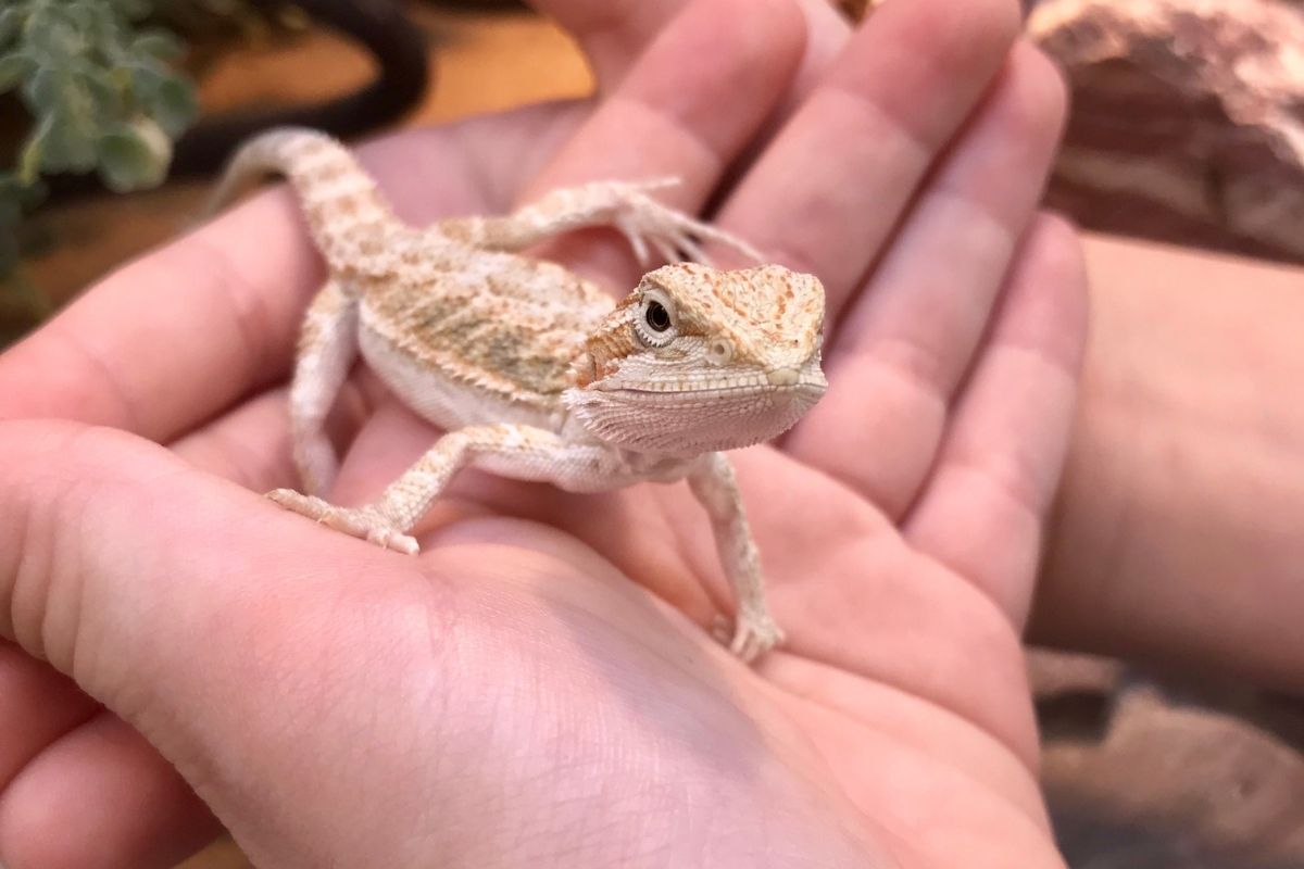 Baby bearded dragon held by hands