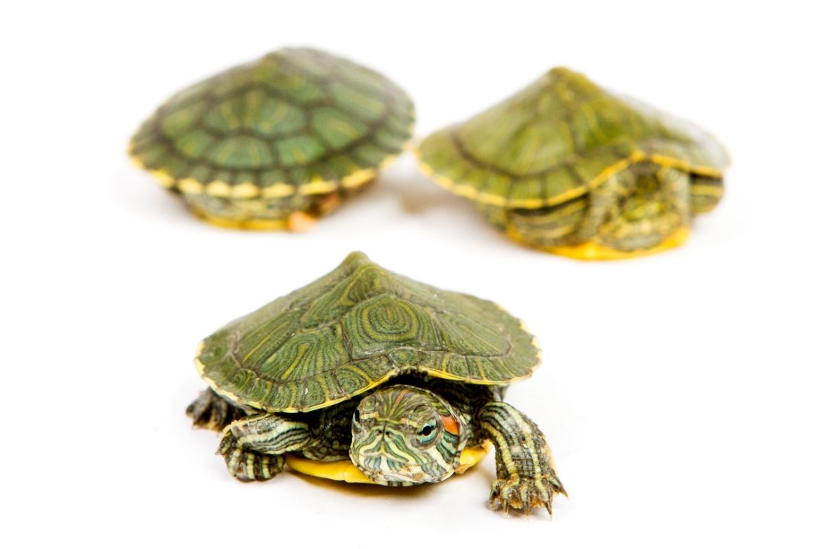 3 green turtles with white background