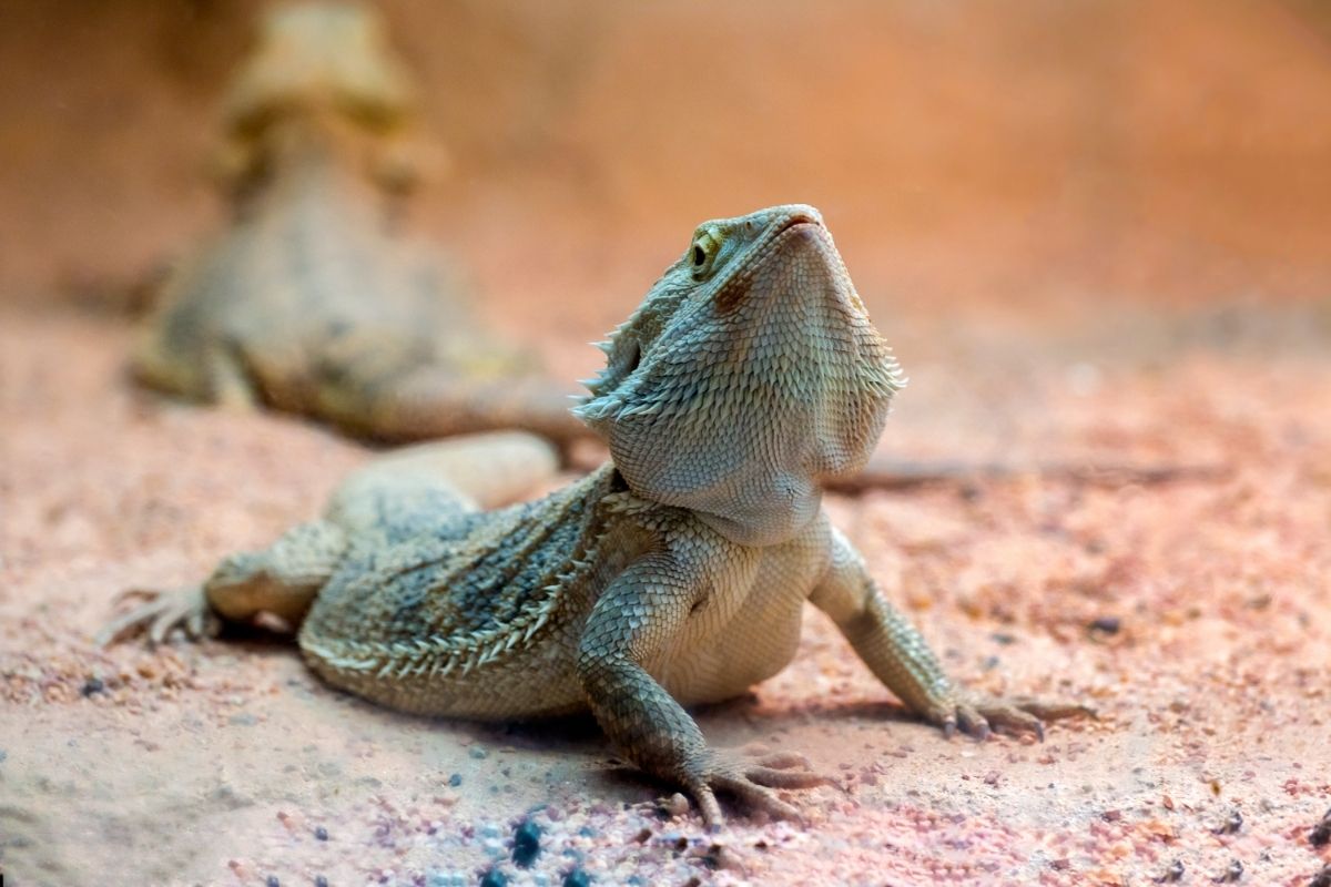 Bearded dragon showing its neck