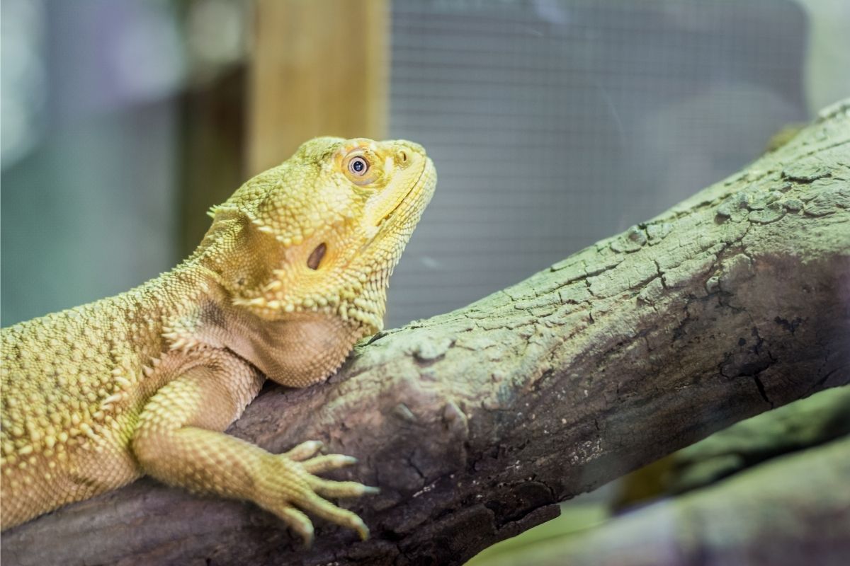 Beard dragon climbing on wood