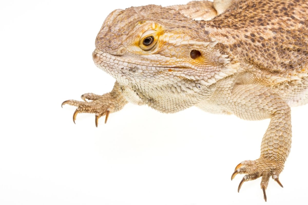 Beard dragon in white background