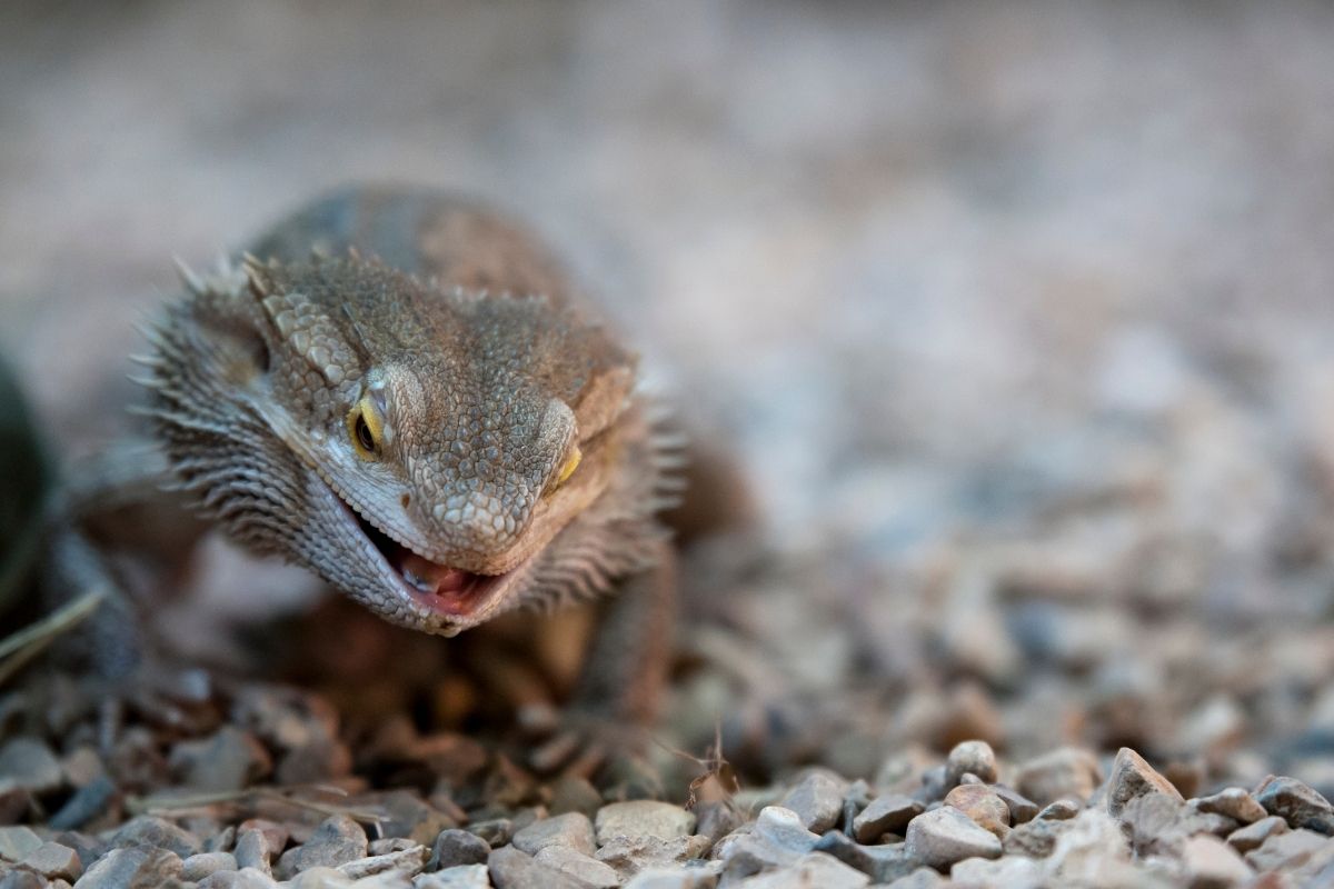 Bearded dragon on ground