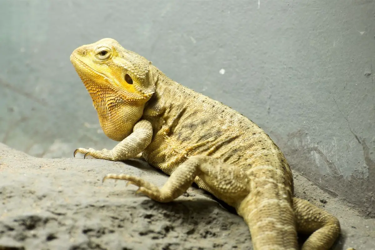 Do bearded dragons have ears? Everything you need to know!