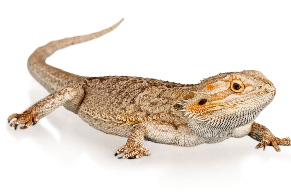 Do bearded dragons have ears? Everything you need to know!