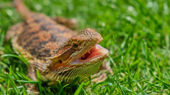 Orange bearded dragon with its mouth open