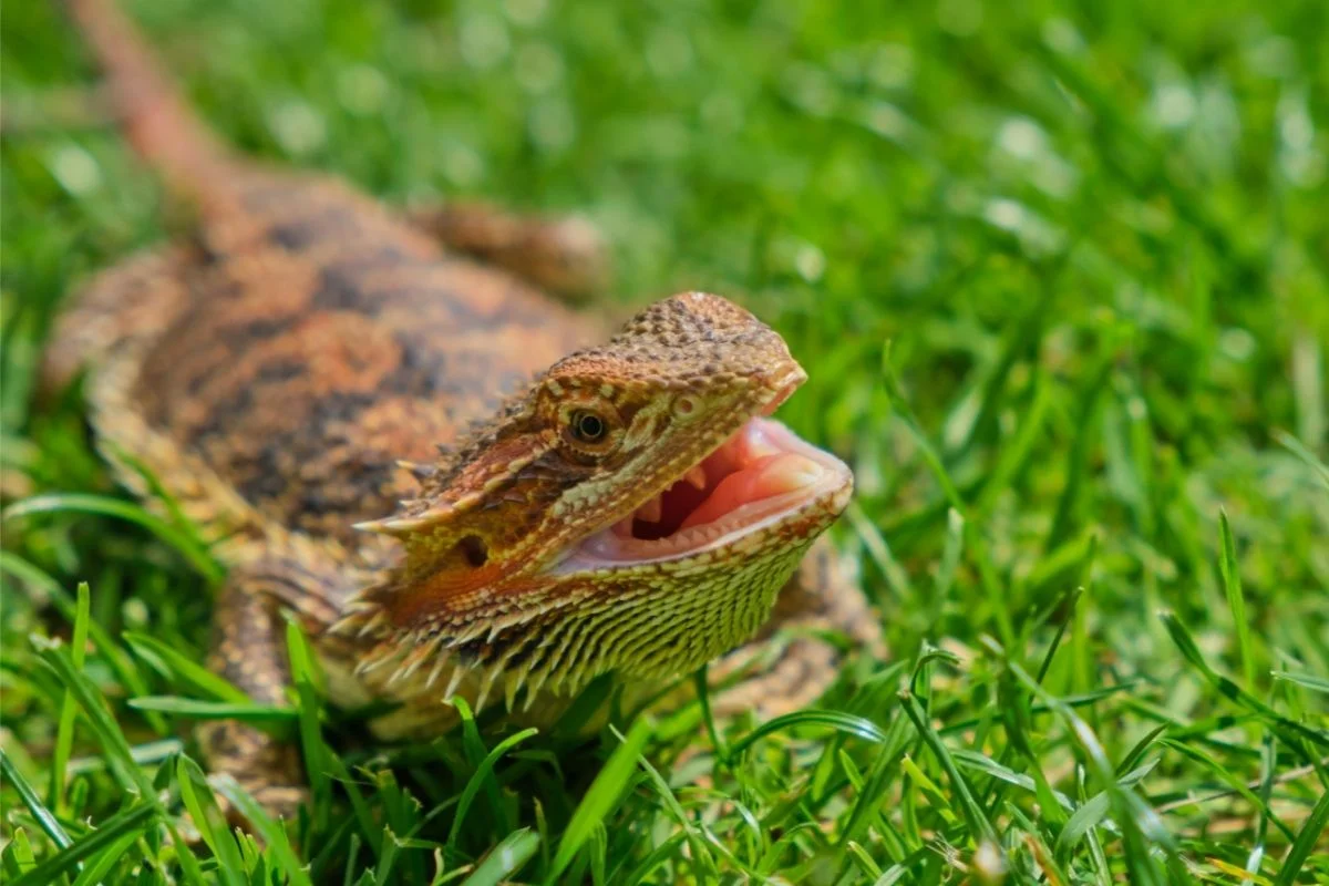 Do Bearded Dragons Have Teeth? Things To Know 1 Orange bearded dragon with its mouth open