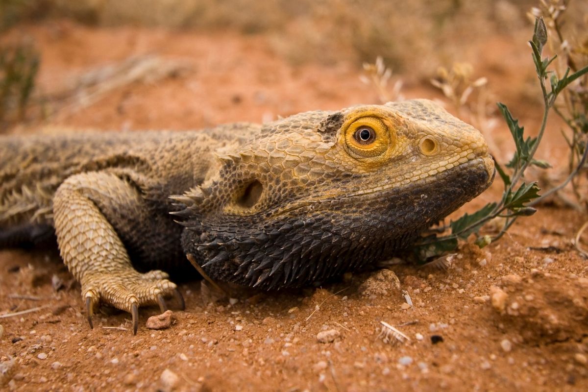 Bearded dragon crawling through sand