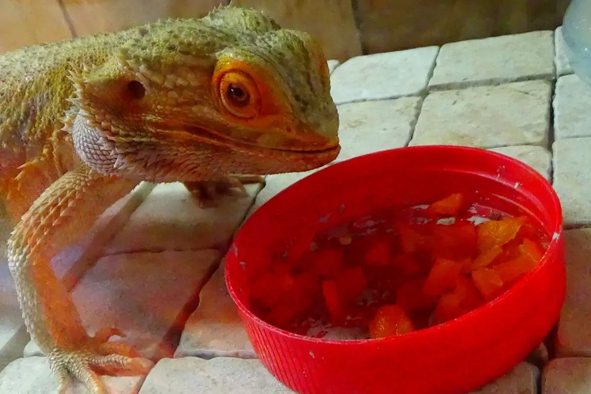 Bearded Dragon Checking Food