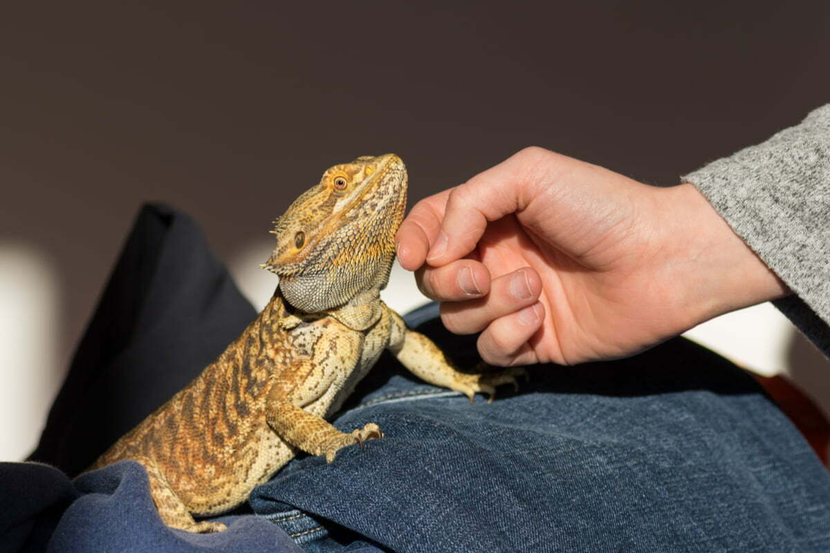 Petting a bearded dragon