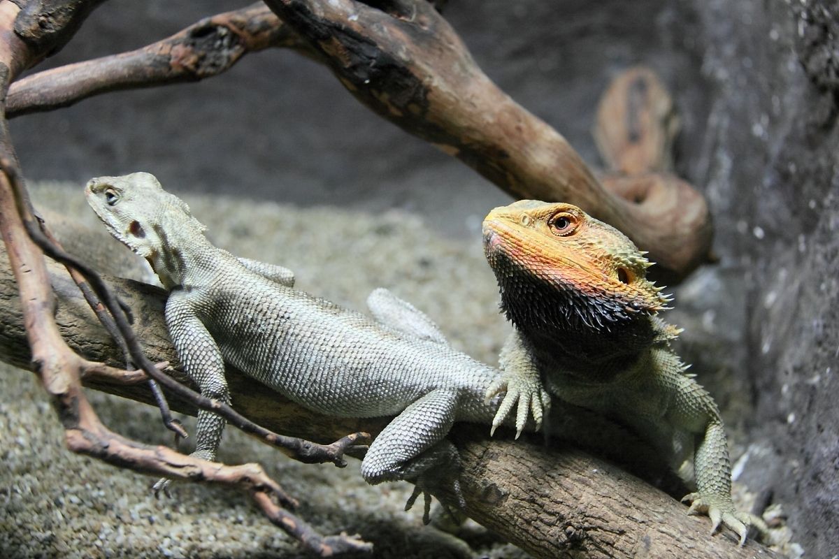 White and green bearded dragons