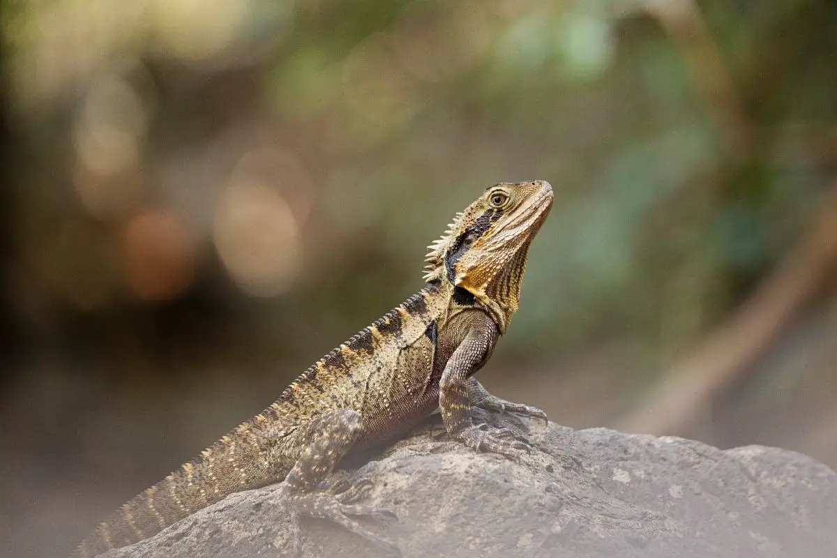 Bearded dragon on a rock in nature