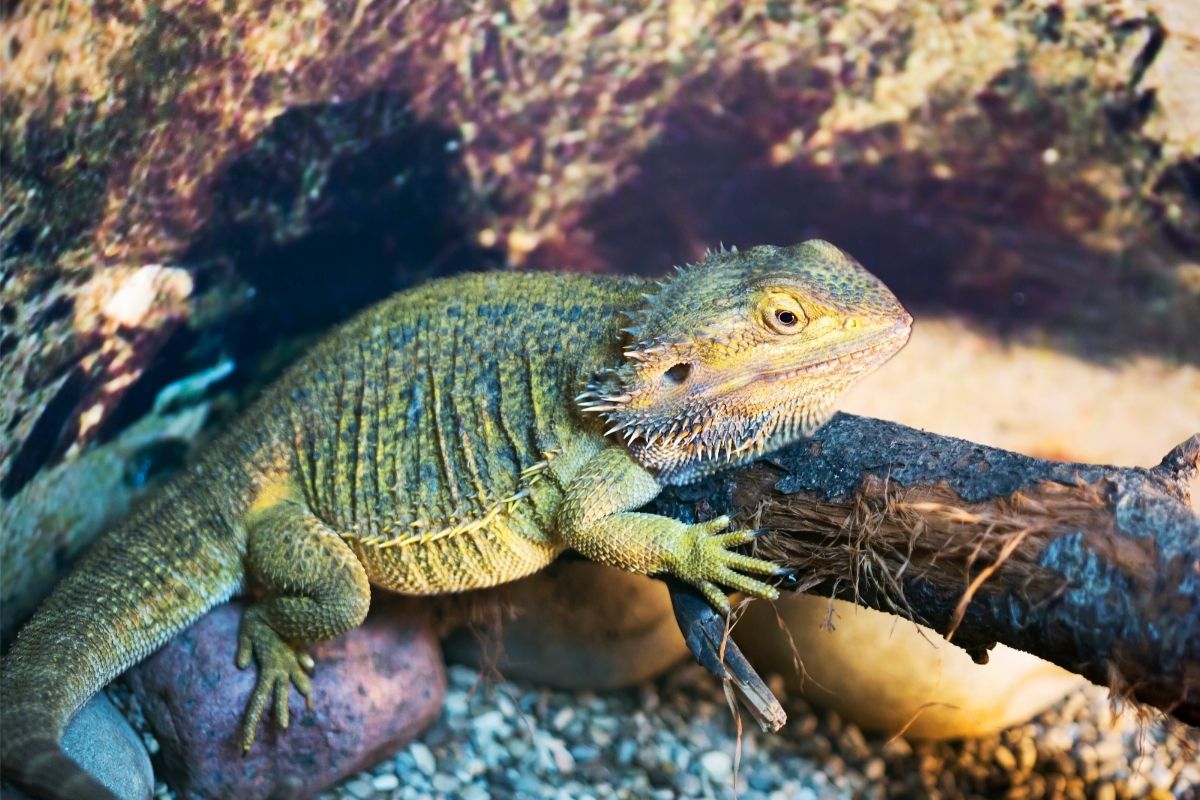 Bearded dragon on a wood