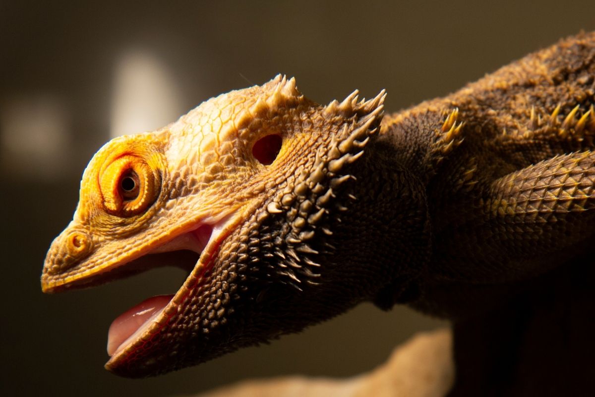 Bearded dragon with light on its head