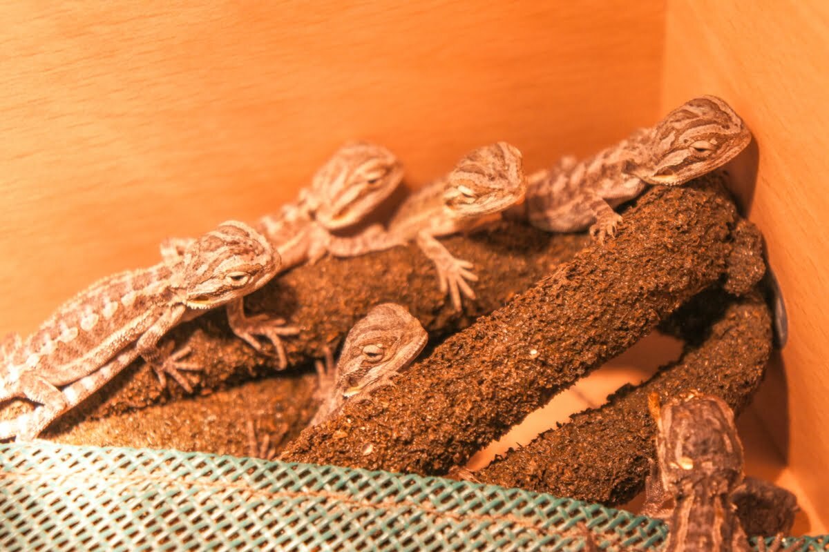 Bearded dragons huddling