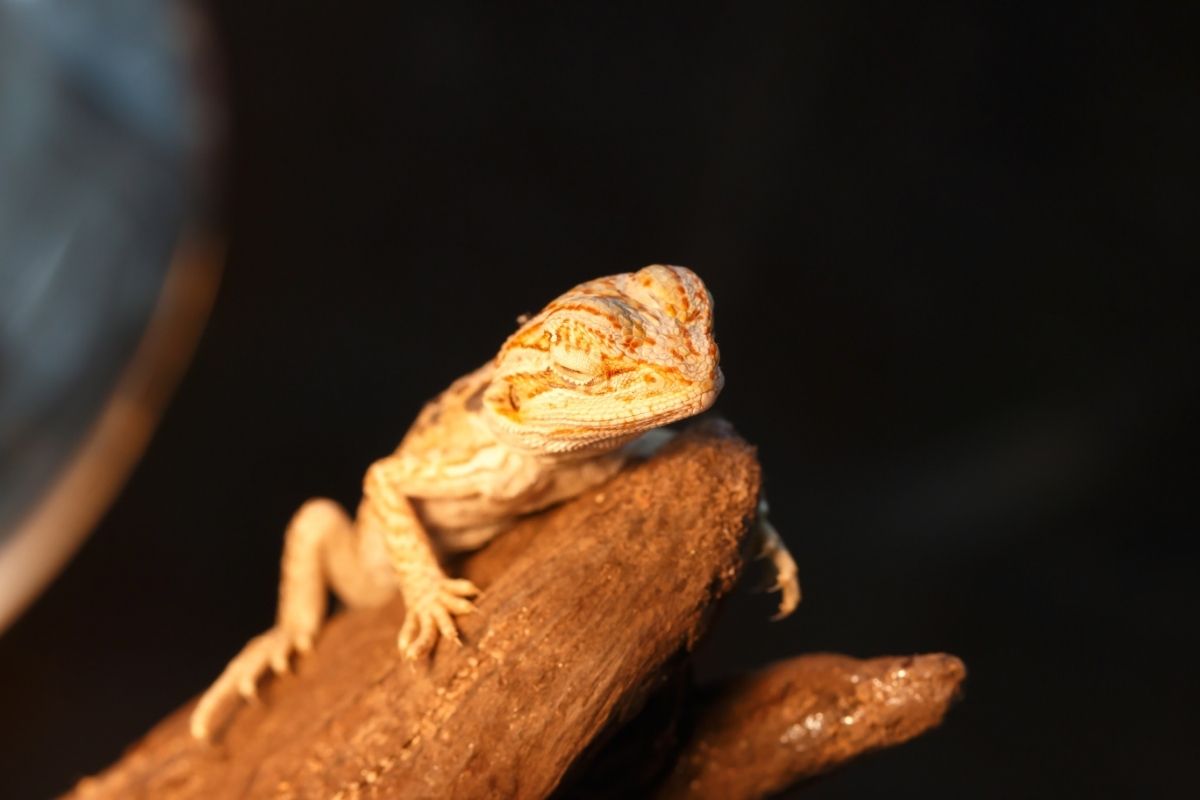 Small bearded dragon sleeping at night