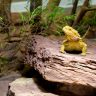 Bearded Dragon On Top Of A Rock