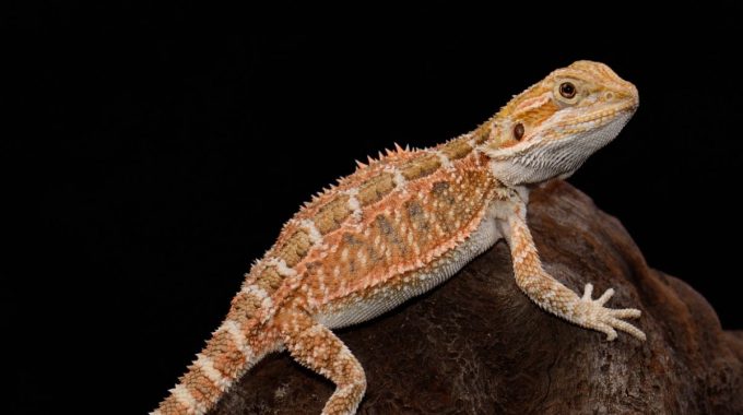Do Bearded Dragons Play Dead? How To React