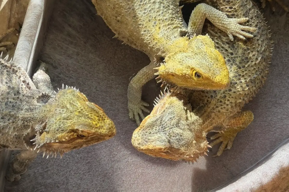 Three bearded dragons