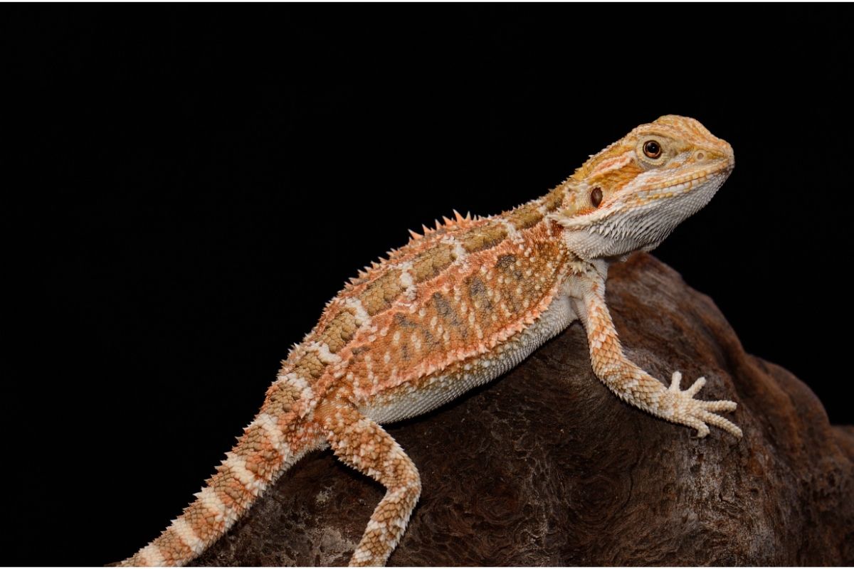 Do Bearded Dragons Play Dead? How To React