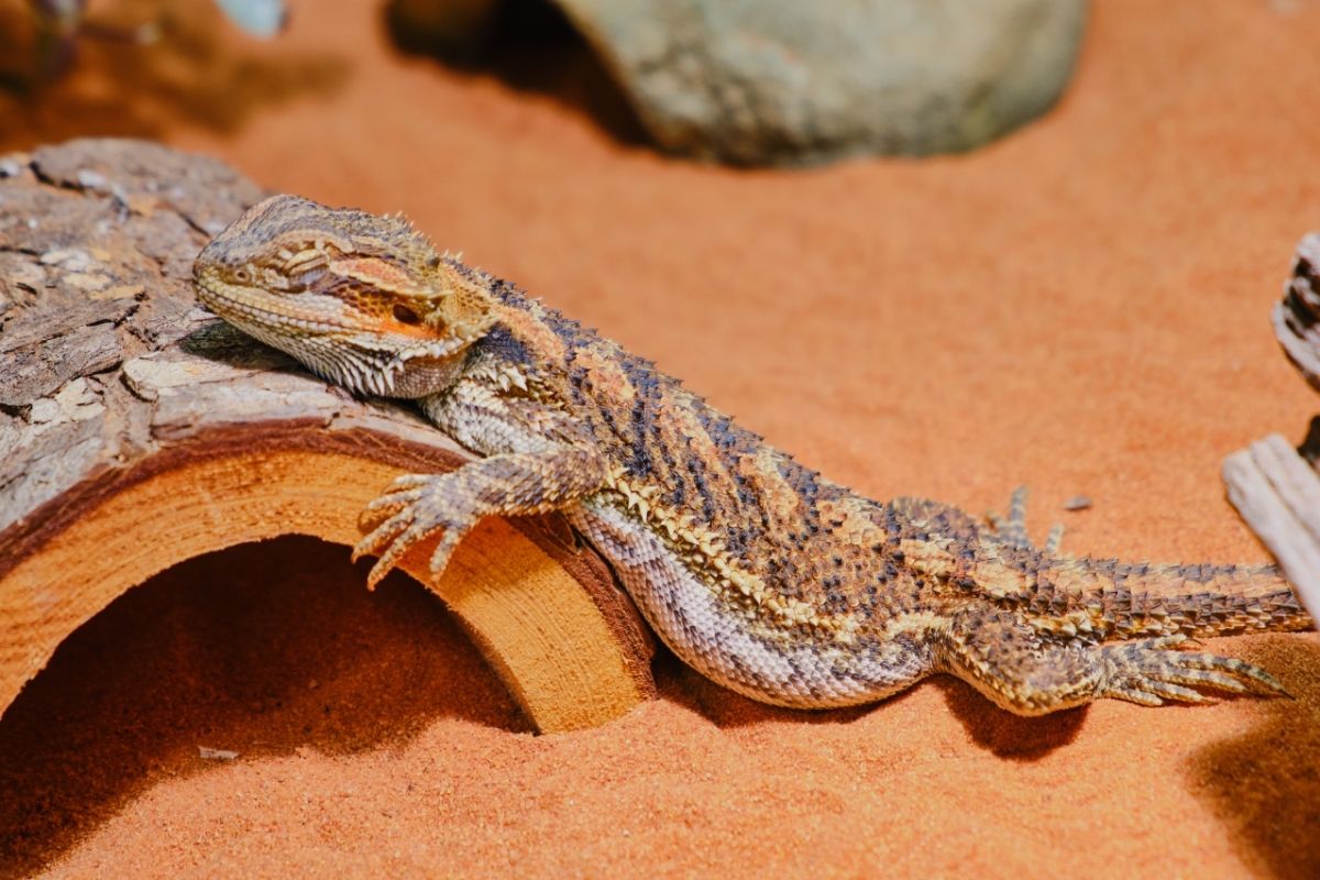 Bearded dragon sleeping