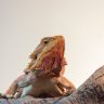 Orange bearded dragon looking at the right