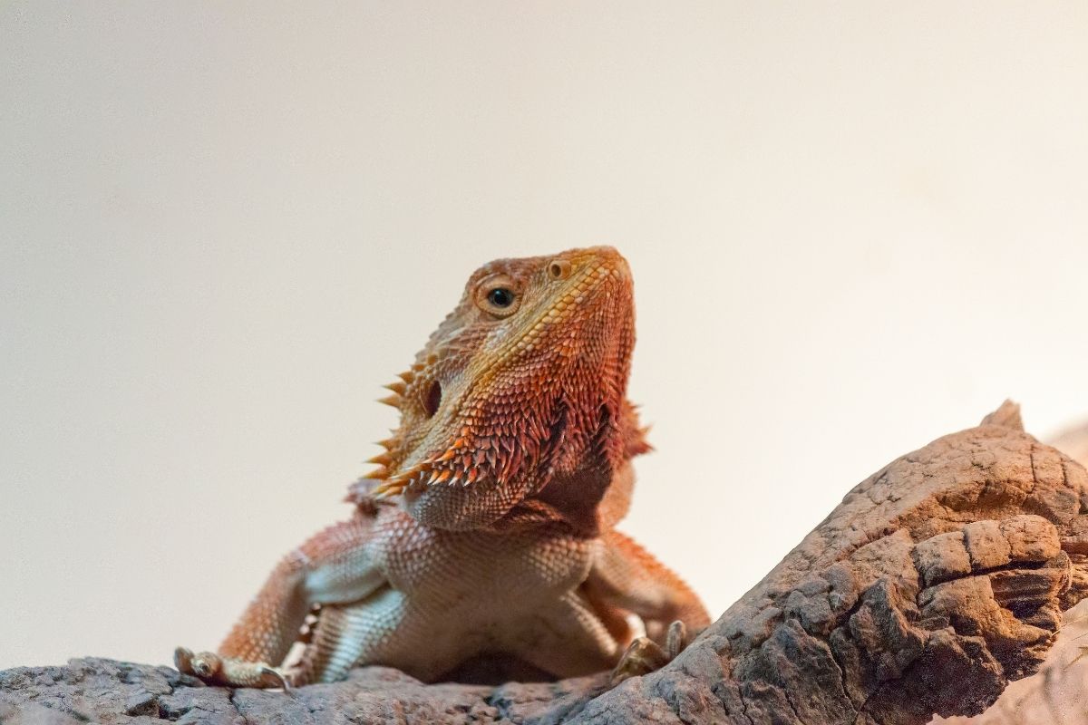 Orange bearded dragon looking at the right