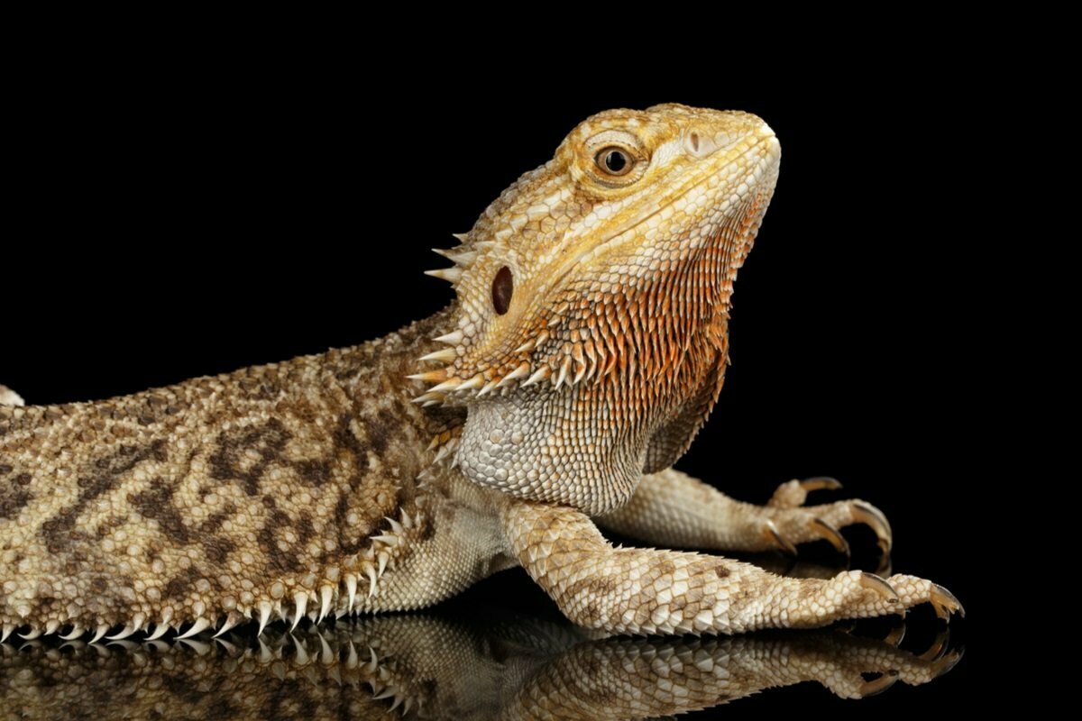 Do bearded dragons urinate what you need to know