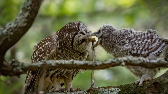 two owls eating snake