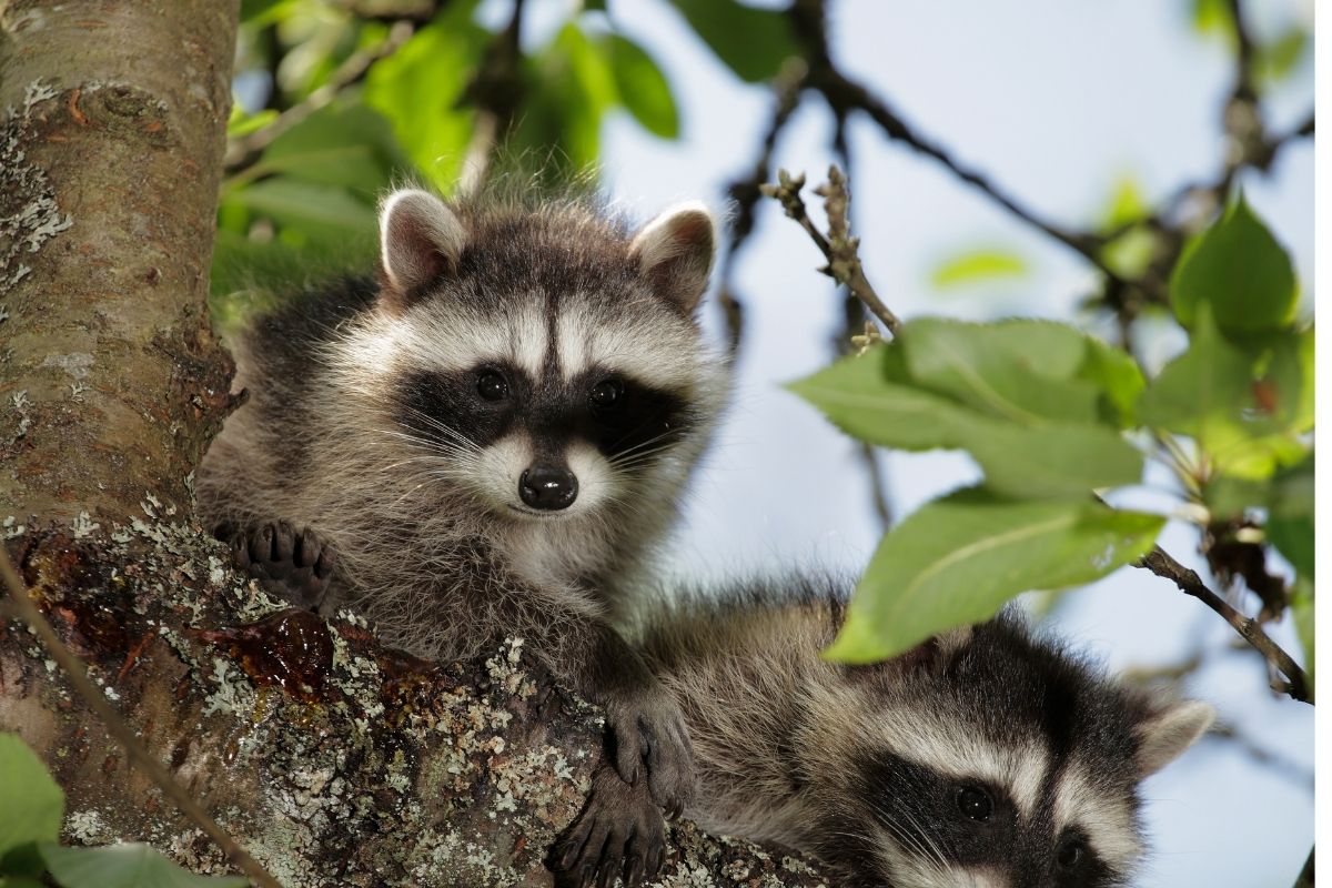 Racoon in tree