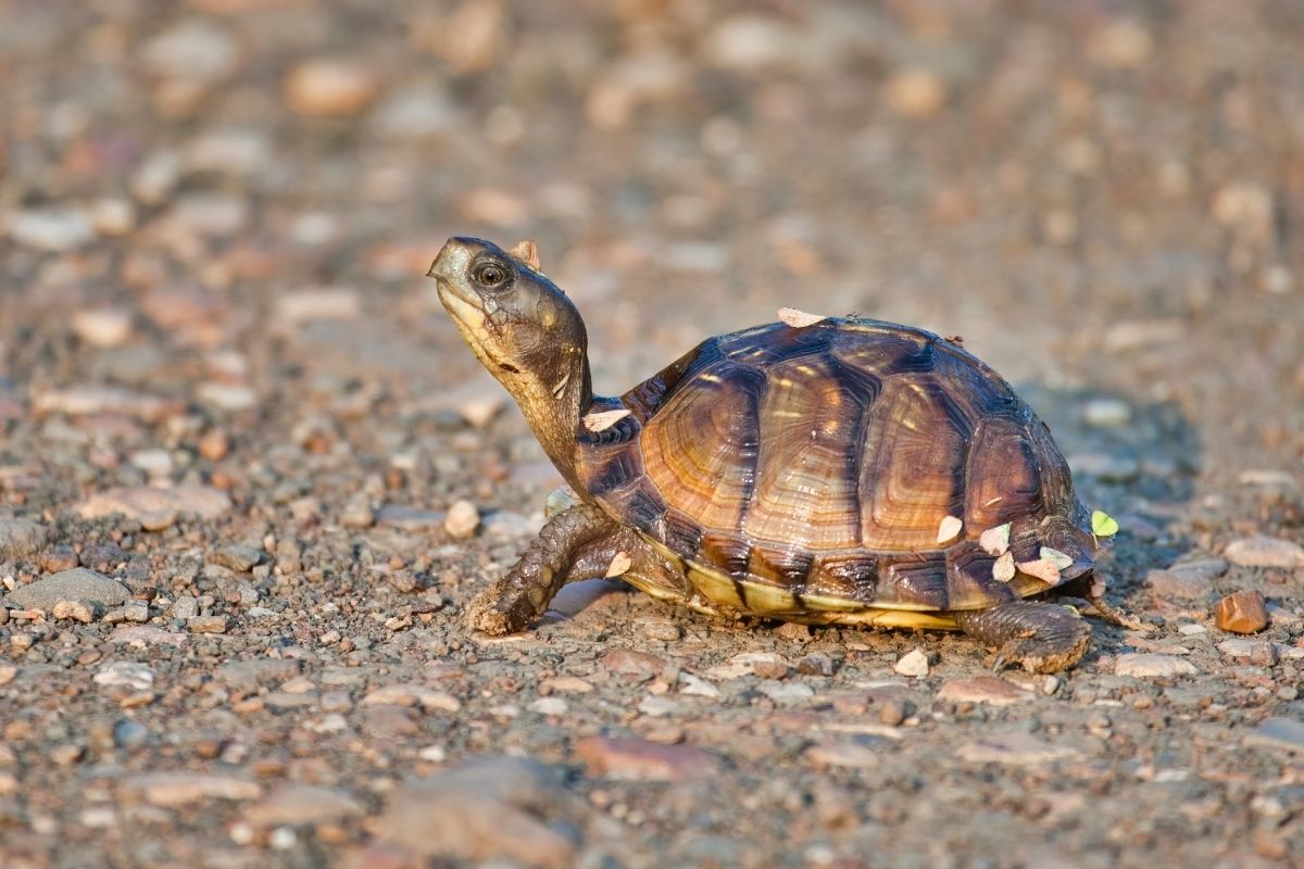 Tiny turtle on pebble stones