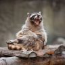 Yawning racoon