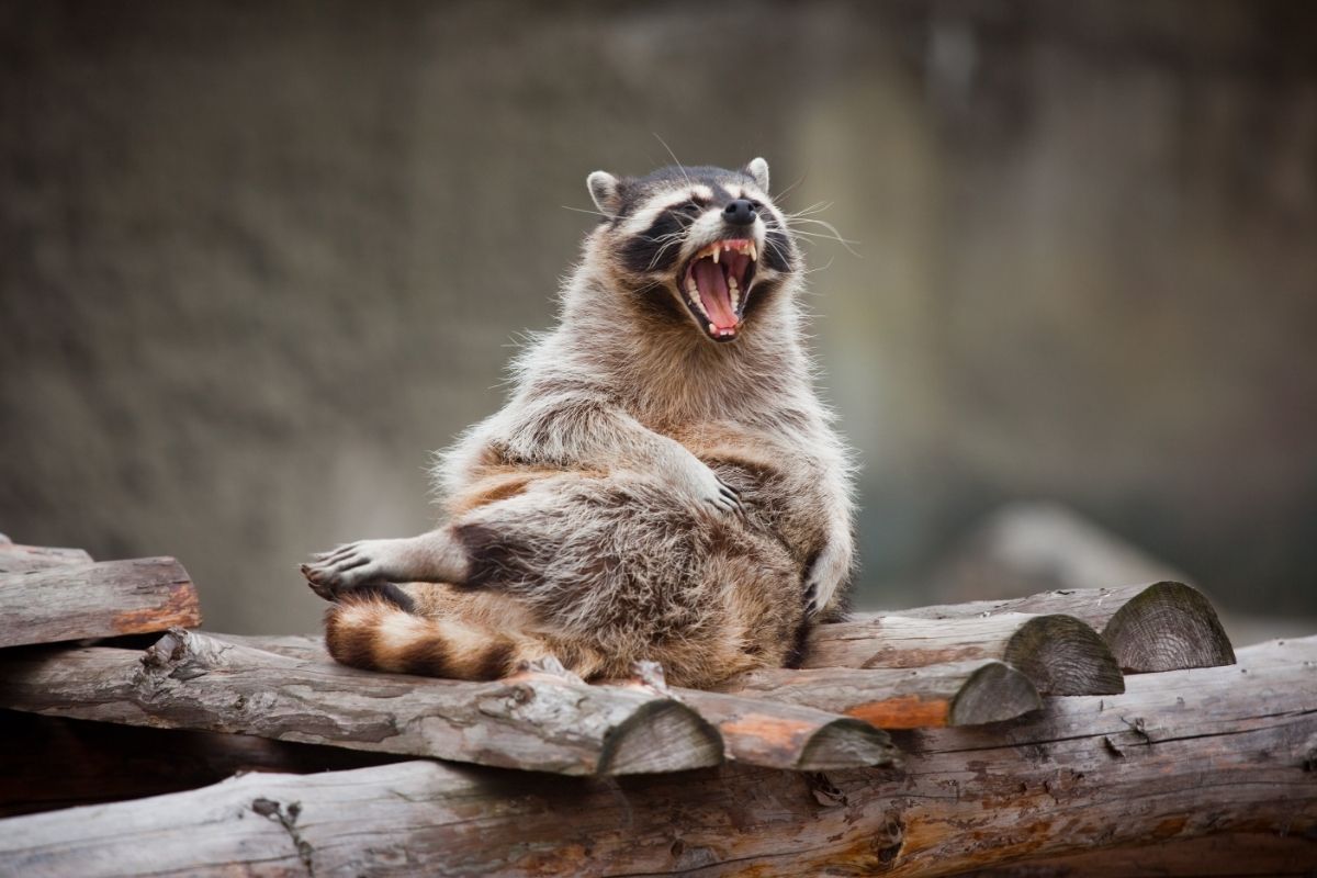 Yawning racoon