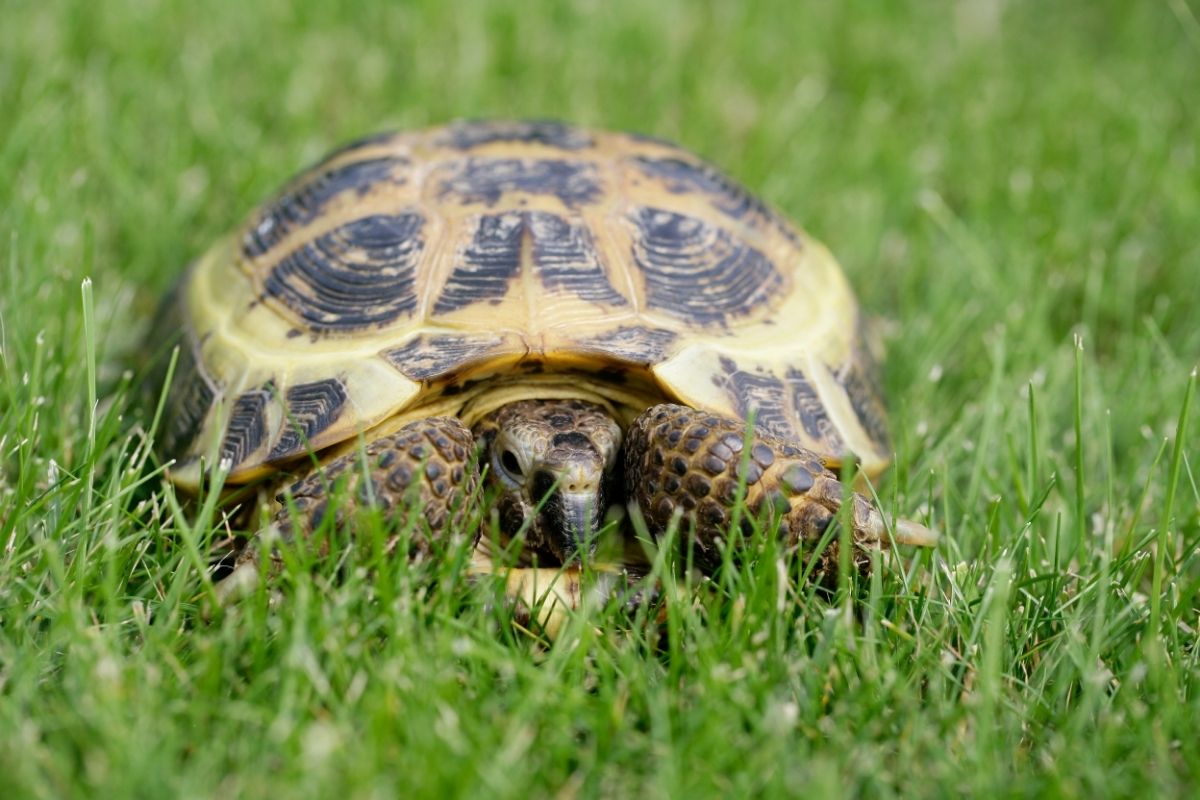 Tortoise on grass