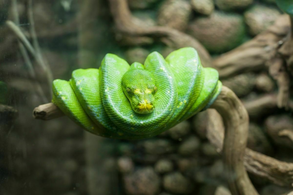 Green sleeping snake