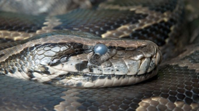 Do snakes need sleep