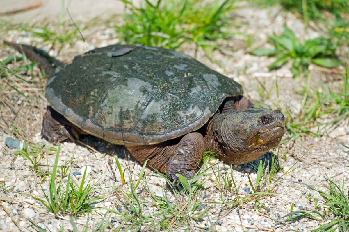 Snapping turtles on grass