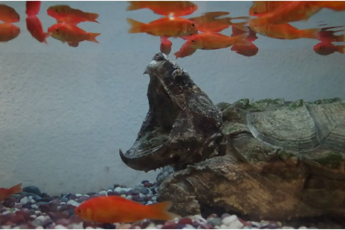 Snapping turtles in the aquarium