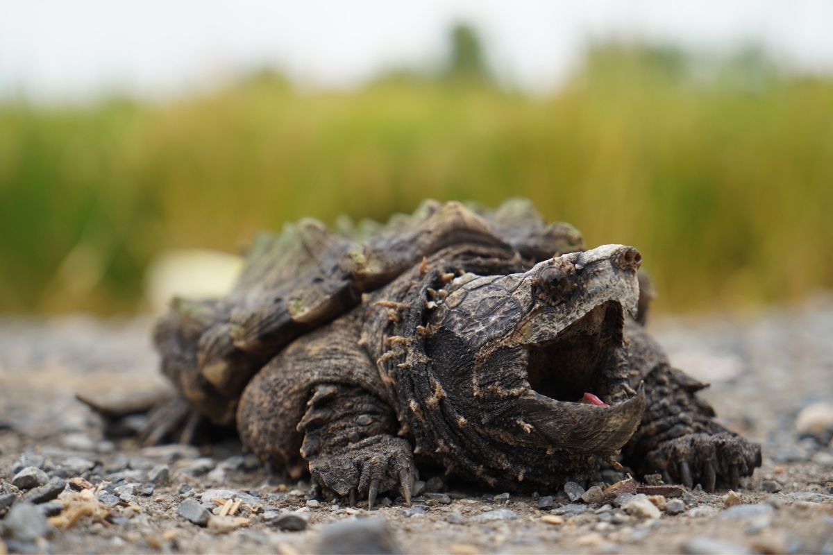 Snapping turtles on the river