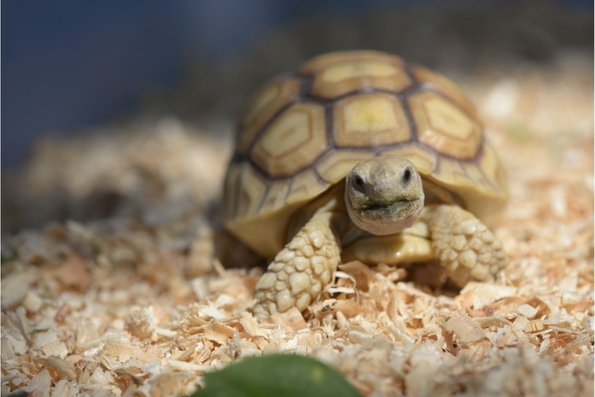 Sulcata tortoises on wood chips