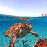A turtle swimming with other turtles in the ocean