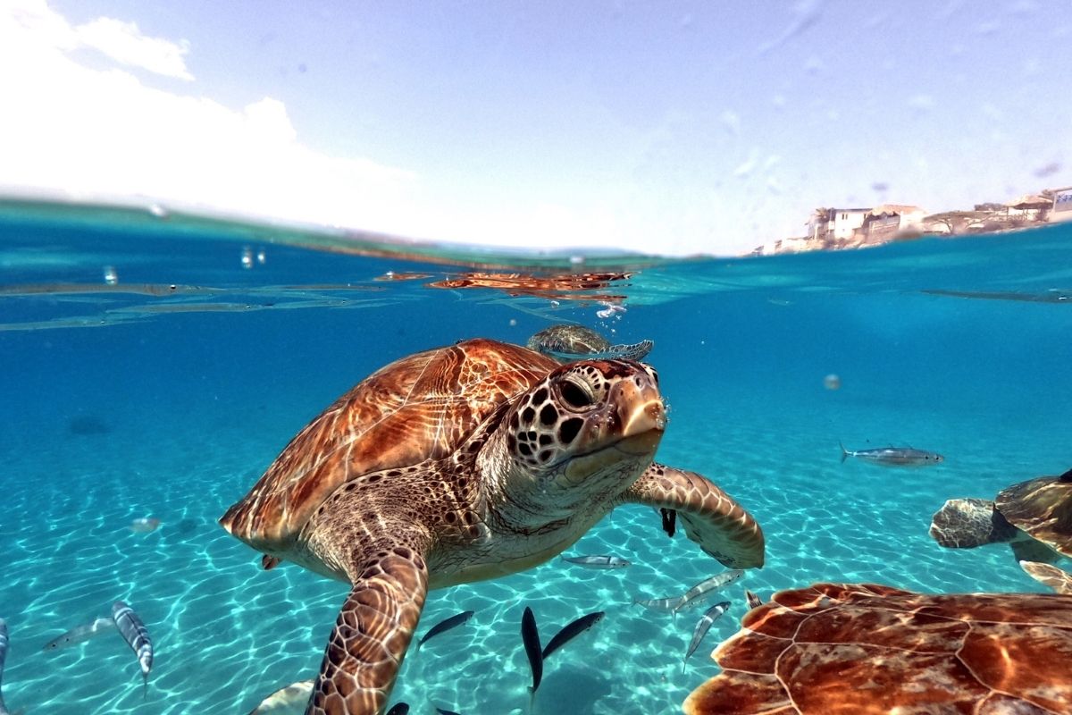 A turtle swimming with other turtles in the ocean