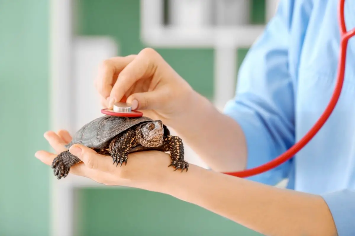 A vet examining a turtle