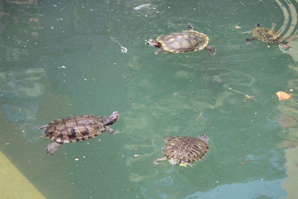 4 tortoises swimming together