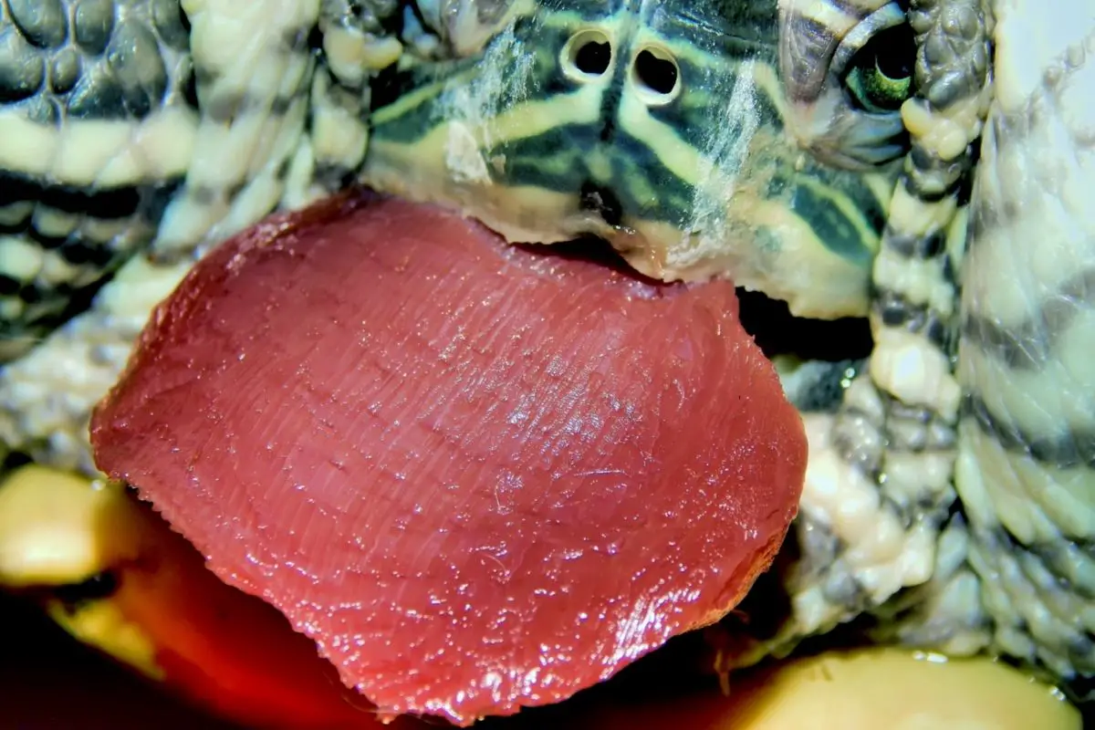 Turtle eating meat
