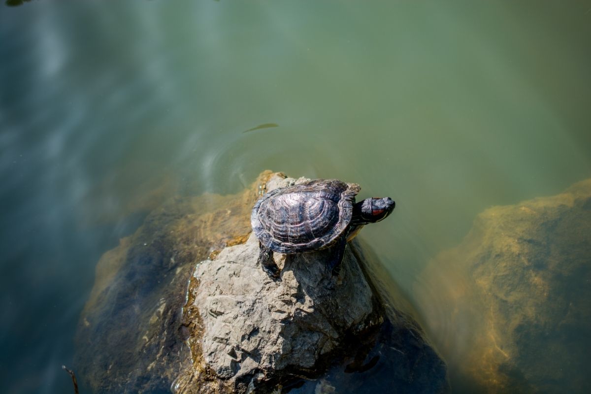 Turtle on a rock